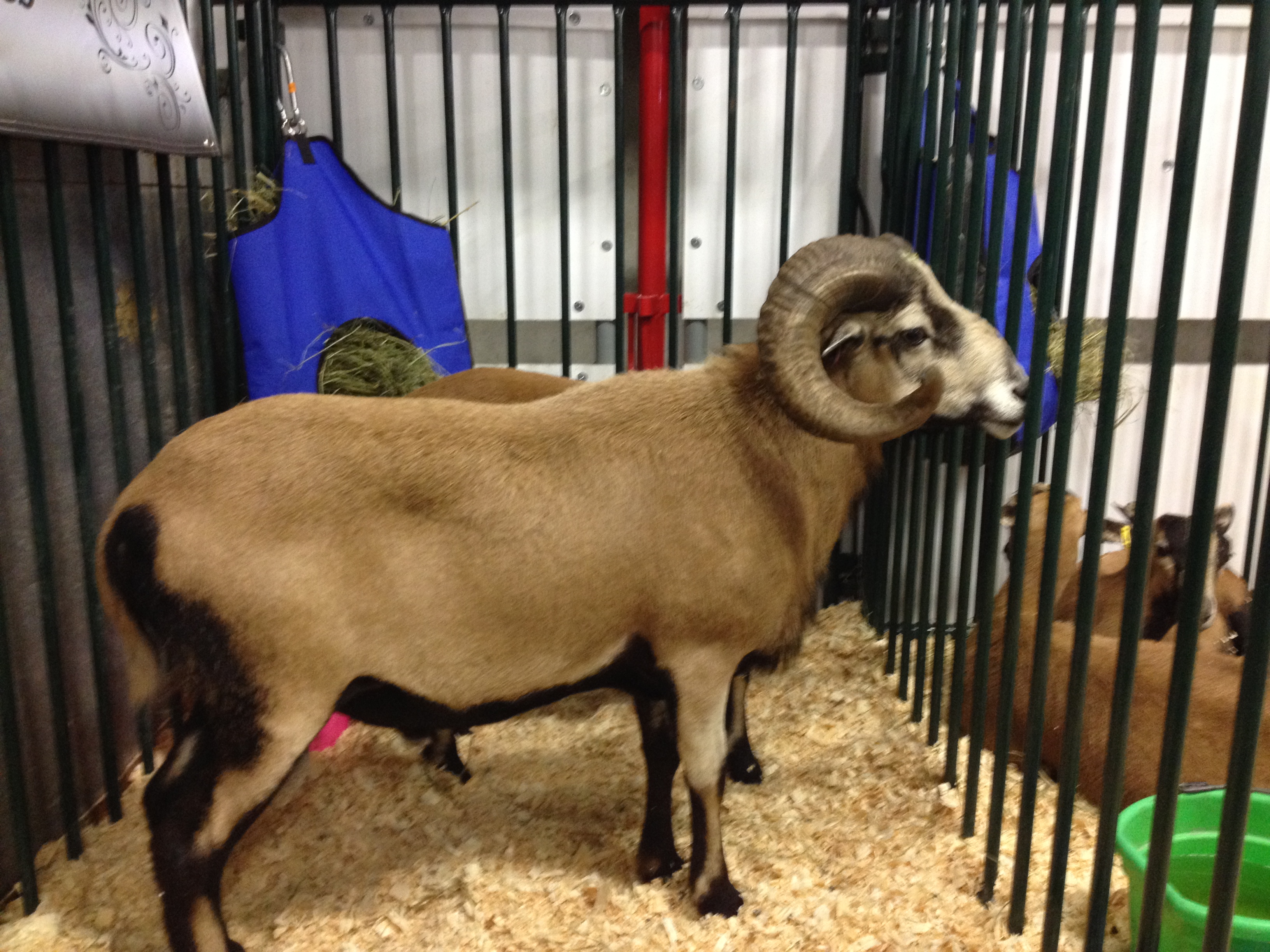 American Blackbelly ram Rusty Iron Acres