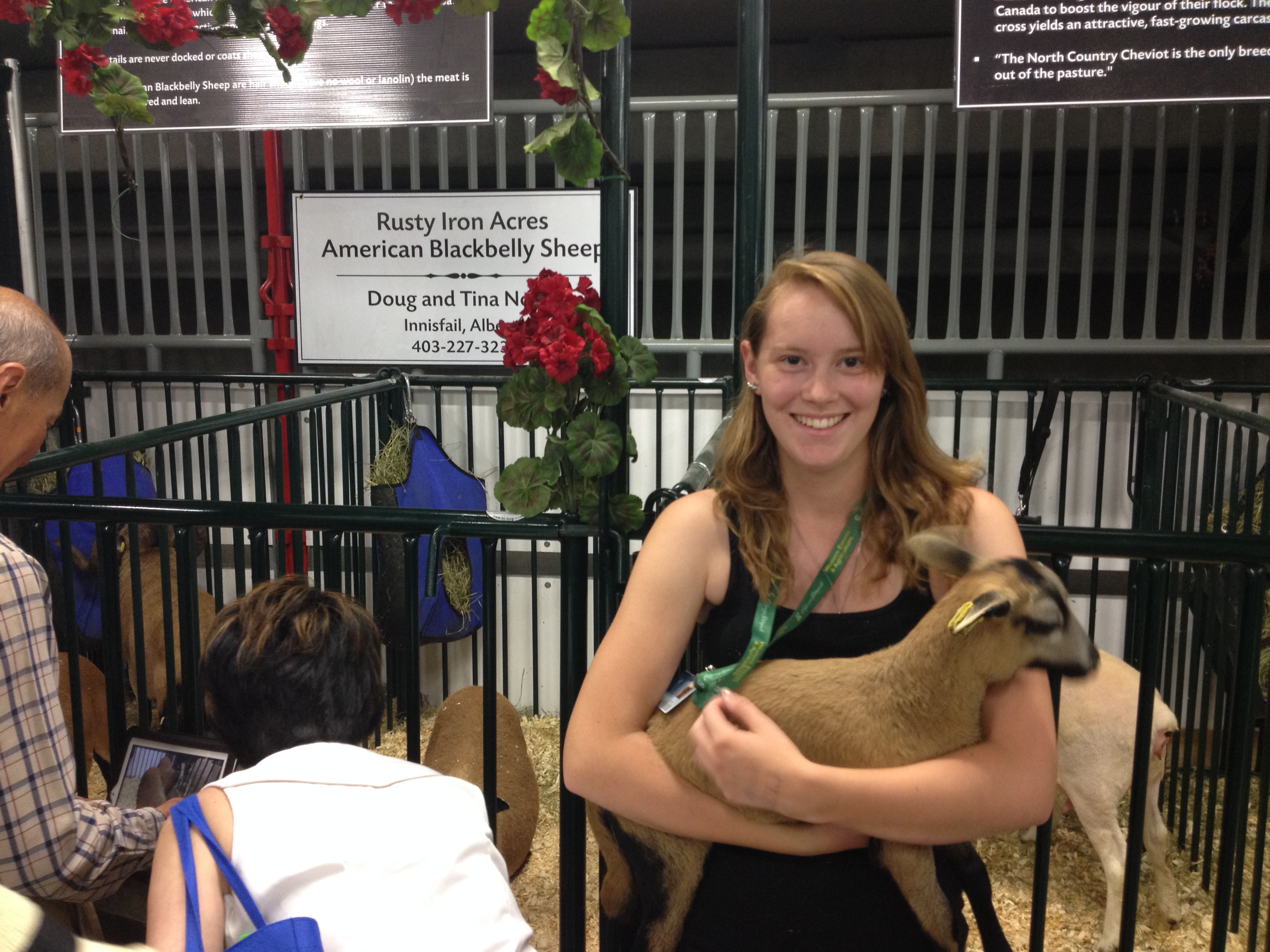 Calgary Stampede Sheep Showcase 2014 Hannah Noyes