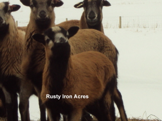 Rusty Iron Acres curious lamb
