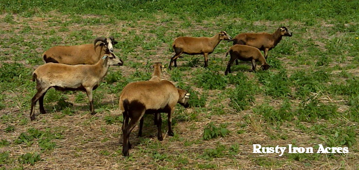 our flock