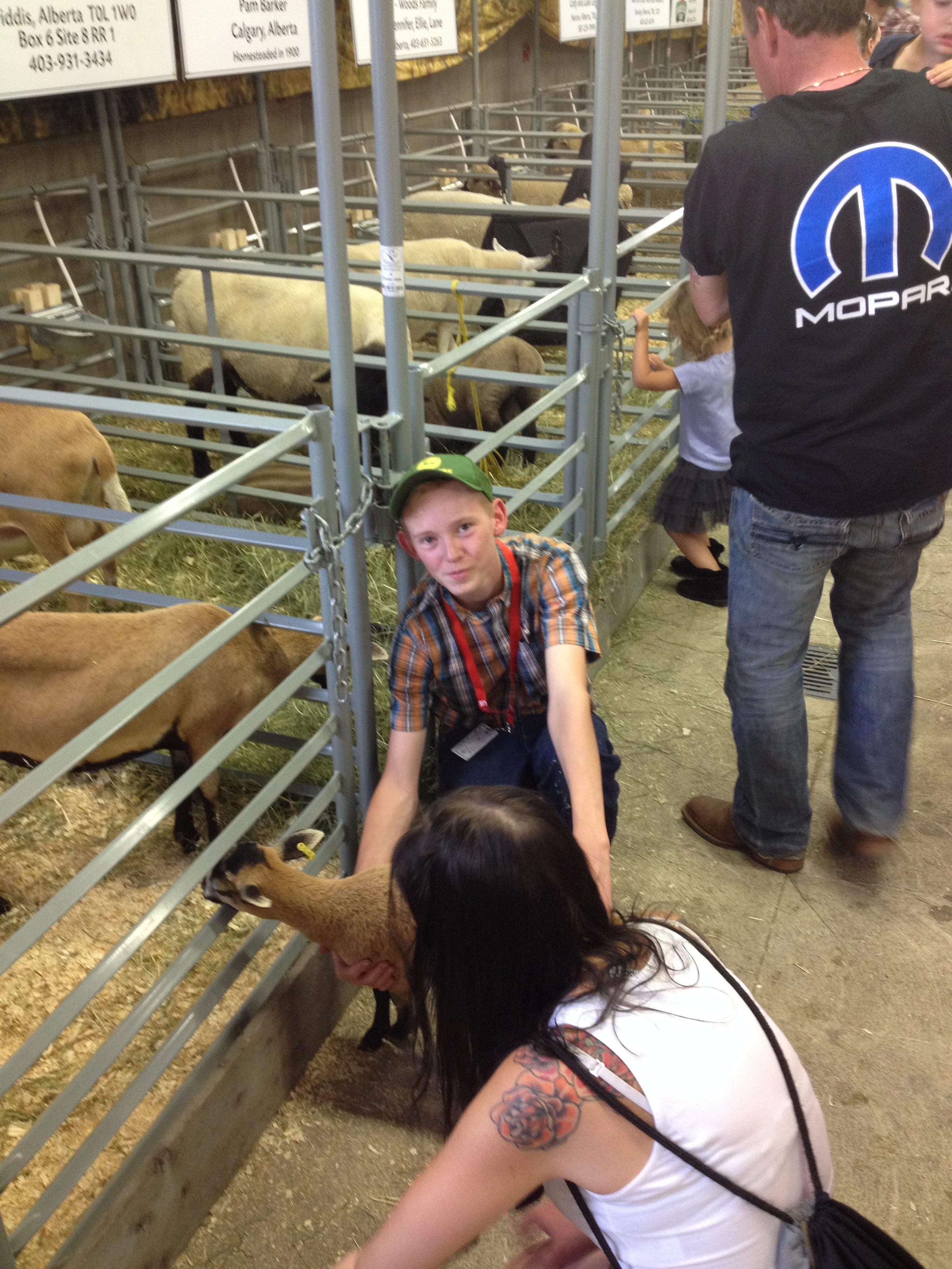 Calgary Stampede Sheep Showcase 2015