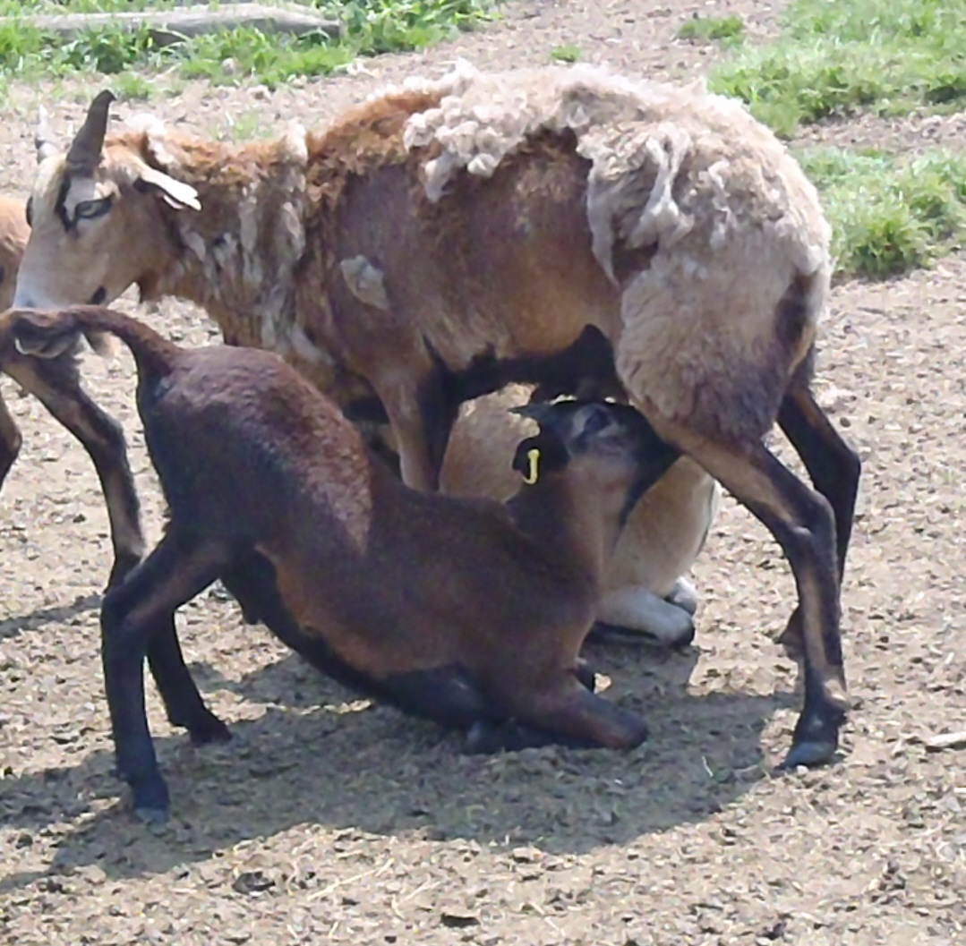 American Blackbelly ewe shedding