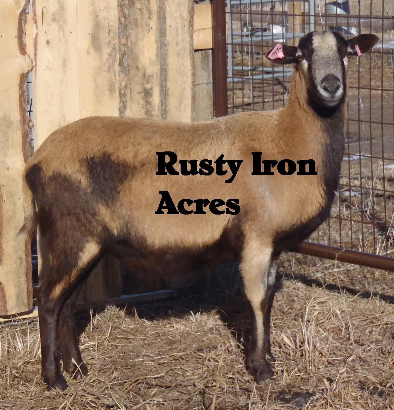 American Blackbelly ewe