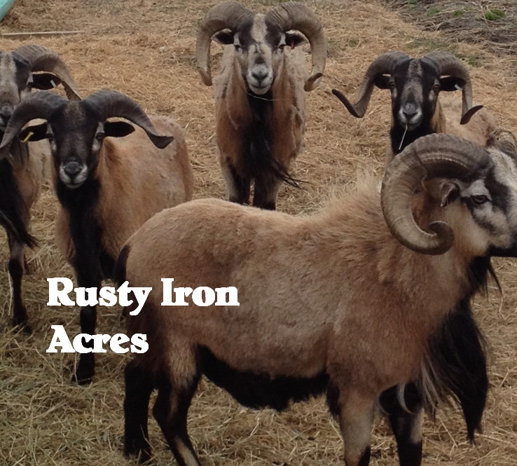 Rusty Iron Napoleon Black Moon Titan Rusty Iron Aries